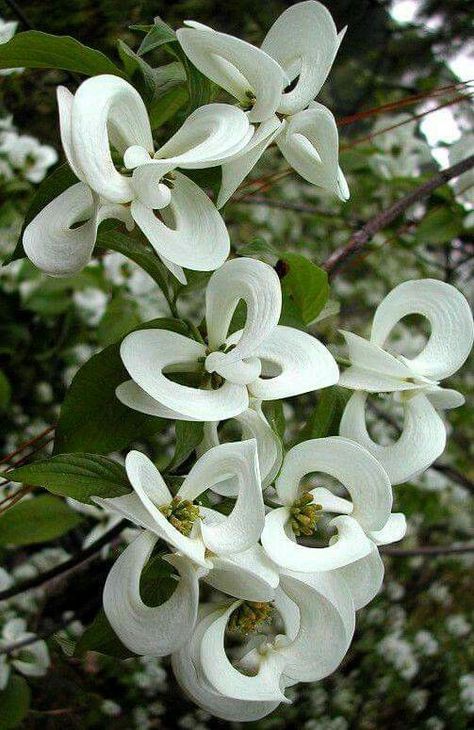 Rare Mexican Dagwood tree - stunning! Cornus Florida, Tanaman Pot, Dogwood Tree, نباتات منزلية, Dogwood Trees, Flowers Blooming, Moon Garden, Unusual Plants, Unusual Flowers