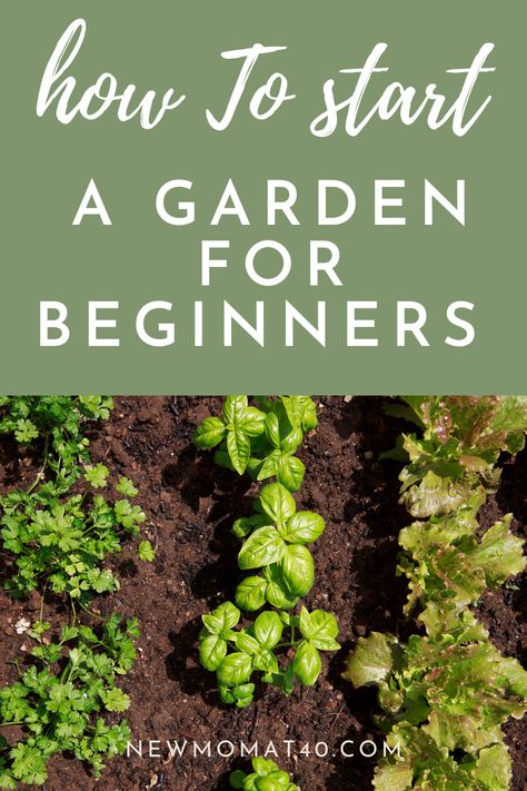 Starting A Garden For Beginners, Messy Garden, Starter Garden, Small Garden Layout, Garden For Beginners, Plant Home Decor, Start A Garden, Gardening Planting, Eco Garden