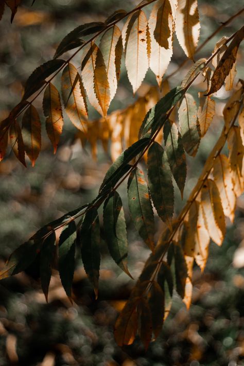 green and brown leaves during daytime photo – Free Plant Image on Unsplash Green And Brown Aesthetic Nature, Green And Brown Mood Board Aesthetic, Dusty Brown Aesthetic, Green And Tan Aesthetic, Soft Earthy Aesthetic, Green Brown Color Palette, Brown Green Aesthetic, Green Leaves Aesthetic, Green Brown Aesthetic