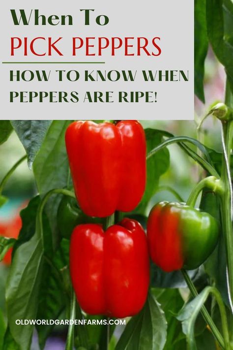 Two red bell peppers and one green bell pepper that is turning red, growing on the vine. From oldworldgardenfarms.com. Summer Crops, Paprika Pepper, Pepper Plant, Vegetable Salad Recipes, Orange Peppers, Stuffed Mini Peppers, Chili Seasoning, Pepper Plants, Yellow Pepper