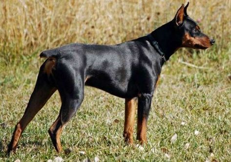 Best Medium Sized Dogs, Doberman Puppies For Sale, Loyal Dog Breeds, European Doberman, Dogs Drawing, Doberman Puppies, German Pinscher, Dog And Puppies, Rare Dogs