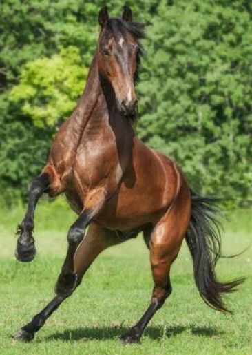 Horse Running Reference, Throughbred Horses, Horse Rearing, Horse Anatomy, Horse Galloping, Horse Inspiration, Animal Study, Most Beautiful Horses, Brown Horse