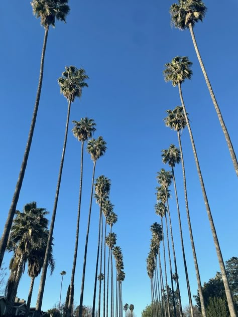 los angeles aesthetic palm trees La Palm Trees, Palm Trees Aesthetic, Palm Tree Aesthetic Vintage, La Scenery Los Angeles, La Palm Trees Aesthetic, Hollywood Palm Trees, Instagram Los Angeles, Los Angeles Palm Trees, Los Angeles Aesthetic