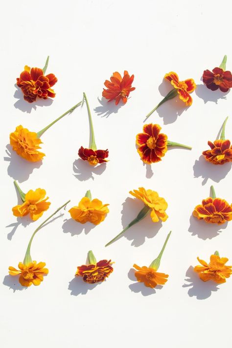 Marigold flower heads are laid out on white background. Knolling. Healing herbs. Flowers For Each Month, Flowers And Their Meanings, Olive Tattoo, Flower Palette, 20th Wedding Anniversary Gifts, Green Aura, Witch Spells, Cosmos Flowers, Types Of Roses