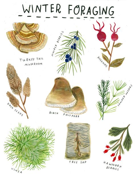 Madison Safer Illustration Winter Foraging, Mushrooms Illustration, Cottagecore Picnic, Turkey Tail Mushroom, Hawthorn Tree, Making Tea, Pamphlet Design, Herbal Apothecary, Illustration Photo