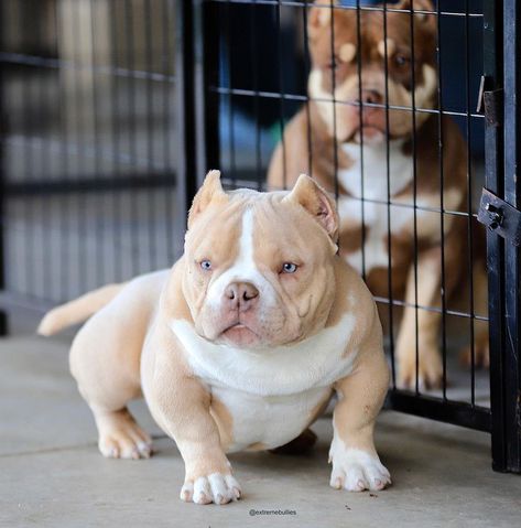 L.A Bullies Ramy en Instagram: “DOPAMINE THE MINI 🦍🦍🦍 JUST TURNED 6 months . #5150line #extremebullies #bulliesofinstagram #exoticbullies #microbullies #microbully…” Mini Pitbull, Merle Pitbull, Exotic Bully, Pitbull Dog Puppy, American Bullies, Bully Dogs, Bully Breeds Dogs, Baby Farm Animals, American Pitbull