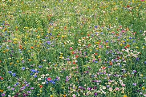 20 Plants To Grow In Your Easy-to-Manage Wildflower Garden Shasta Daisies, Plants To Grow, Flower Texture, Nothing But Flowers, Wildflower Garden, Woodland Garden, Attract Butterflies, Beneficial Insects, Black Eyed Susan