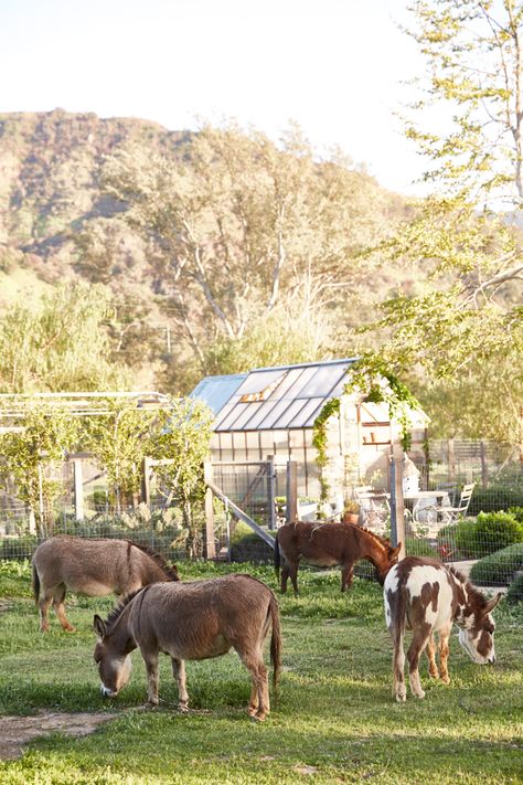 Patina Living Book: A Dream Life on a Dream Farm! Book review of the Giannetti's book Patina Living---> #maisondecinq #frenchfarmhouse #europeanfarmhouse #belgianstyle #frenchcountry #countryfrench #europeanstyle #farmhouse #homestead #garden #animals #ranchlife #farmlife #brookegiannetti Patina Farm, Modern Homesteading, Dream Farmhouse, Dream Farm, Future Farms, Farm Lifestyle, Beautiful Farm, Mini Farm, Living Books