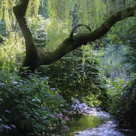 Running, Trees, Plants, Nature, Water, Green Forest, Lush, Natural Beauty, Tree Trunk