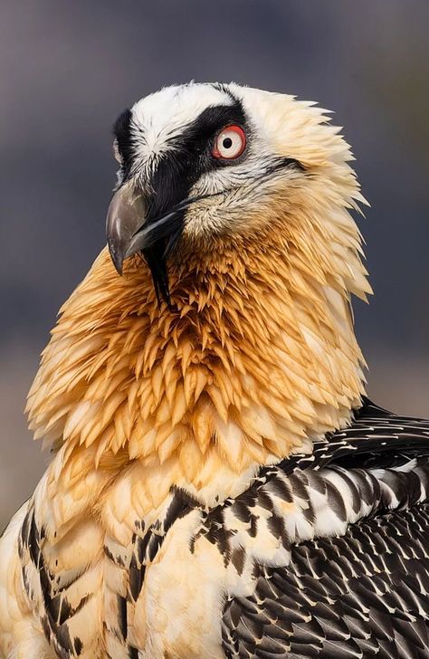 Cool Looking Animals, Uncommon Animals, Vulture Illustration, Vulture Skull, Vulture Tattoo, Vulture Marvel, Bearded Vulture, Bird Reference, Animals Tattoo