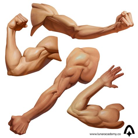 Arm Muscles Reference, Arms Art Reference, Muscular Arm Reference, Faun Tattoo, Muscular Arm, Fundamentals Of Art, Muscle Arm, Arm Anatomy, Art Fundamentals