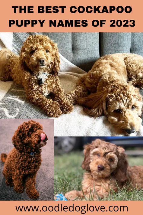 Red Cavapoo Full Grown, Cavapoo Puppies Full Grown, Cockapoo Grooming Styles, Cute Male Puppy Names, Cockapoo Names, Cockapoo Full Grown, Cocker Poo, Puppy Girl Names, Miniature Cockapoo