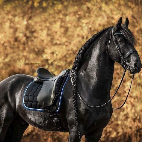 Simple Braid, Friesian Horses, Necessary Evil, Pencil Artwork, Horse Show Clothes, Barrel Racing Horses, Show Horse, Horse Aesthetic, Black Horses