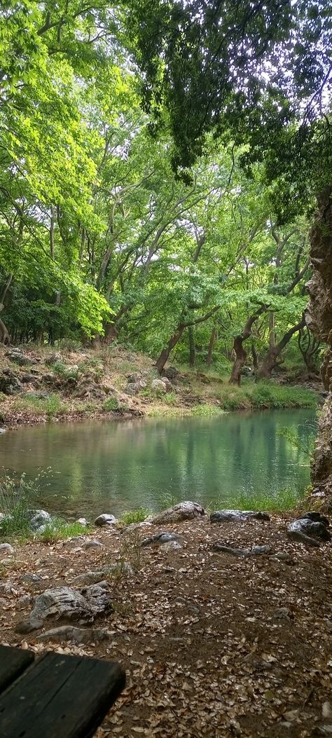 #naturalbeauty #forest #lake #shadesofgreen Forest Lake Aesthetic, Lake In A Forest, Forest Cliff, Lake Core, Lake Aesthetics, Forest Pond, Lost Forest, Lake Landscaping, Crawdads Sing