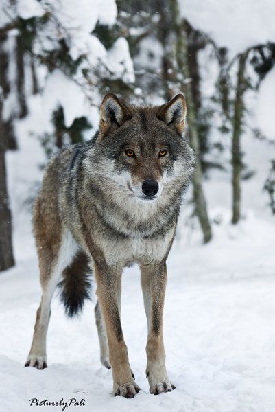 ☀the Determined Wolf by *PictureByPali Eurasian Wolf, Wolf World, Wolf Hybrid, Wolf Stuff, Wolf Photos, Wolf Spirit Animal, Wolf Wallpaper, Wolf Love, Wild Wolf