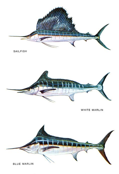 Saltwater Fish Classification Poster Blue by ThePosterProvider Fish Chart, White Marlin, Ikan Air Tawar, Fish Poster, Fauna Marina, Fish Artwork, Poster Blue, Blue Marlin, Saltwater Fish