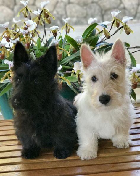 Look how cute these twin Scottie Dogs are! Cute Dog Breeds, Scottie Puppies, Scottish Terrier Puppy, Cool Animals, Super Pictures, Puppies Near Me, Scottie Terrier, Rare Dogs, Scottish Terriers