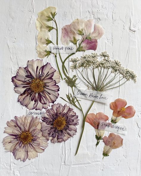 Botany, Loving Heart, Summer Bouquet, Pressed Flower Art, Nature Journal, Edible Flowers, Instagram Summer, Flower Crafts, My Flower