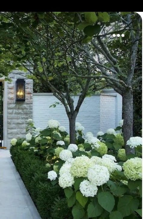 New England Backyard Ideas, Landscape By Driveway, Hydrangea Garden Front Yard, Boxwoods And Hydrangeas, Hydrangea Boxwood, Hydrangea Landscaping, Boxwood Hedge, Sustainable Landscaping, Hydrangea Garden