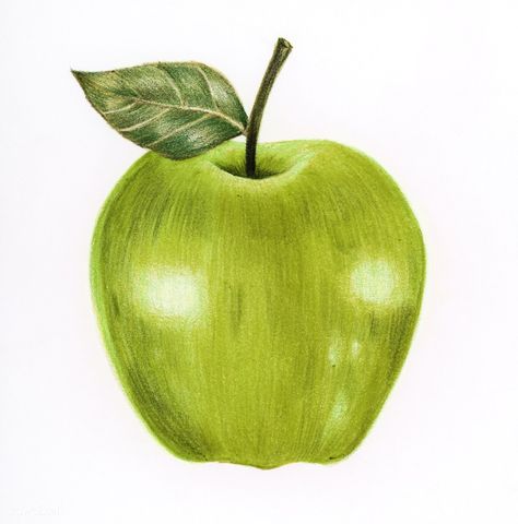 Illustration isolated green apple watercolor style Pastel, Green Apple Illustration, Apple Watercolor, Watermelon Illustration, Strawberry Background, Apple Tattoo, Pineapple Illustration, Drawing Apple, Strawberry Watercolor