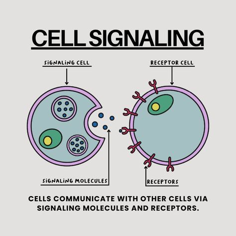 👉 Cells communicate with other cells with signaling molecules. 👉 This communication helps cells respond to changes in their environment. 👉 When a cell senses a change in their environment, it will release some signaling molecule. 👉 These signaling molecules attach to receptors on adjacent cells to initiate a change in activity. .⁠ 💌 Want to work with me? Send a DM or business inquiry to 131217net@gmail.com.⁠ .⁠ 🏷️ #131217net #studygram #studygramnewyork #studygramcommunity #studyblog Cell Junction, Biology Cell, Cell Signaling, Microbiology Study, Anatomy Notes, Bio Notes, Biochemistry Notes, Ipad Notes, Chemistry Education