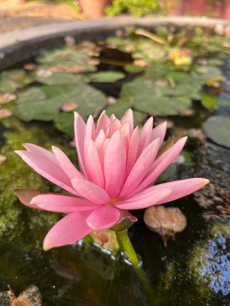 Indian Lotus Aesthetic, Desi Flower Aesthetic, Indian Flowers Aesthetic, Indian Flower Aesthetic, Pink Desi Aesthetic, Indian Summer Aesthetic, Pink Indian Aesthetic, Desi Flowers, Lotus Flower Aesthetic