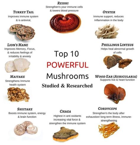 The one and only resource on using adaptogenic mushrooms to boost immunity and promote whole body health the natural way.   Adaptogenic mushrooms are one of today's buzziest superfoods, known for... Mushroom Benefits, Tomato Nutrition, Calendula Benefits, Fruit Health Benefits, Maitake Mushroom, Magia Das Ervas, Matcha Benefits, Lemon Benefits, Coconut Health Benefits