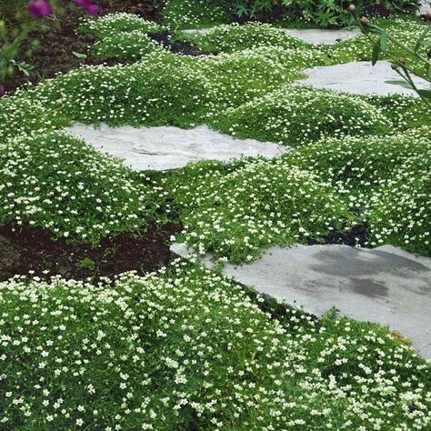 Irish Moss Ground Cover, Ground Cover Seeds, Moss Plant, Irish Moss, Garden Area, Ground Cover Plants, Have Inspiration, Ground Cover, Front Garden