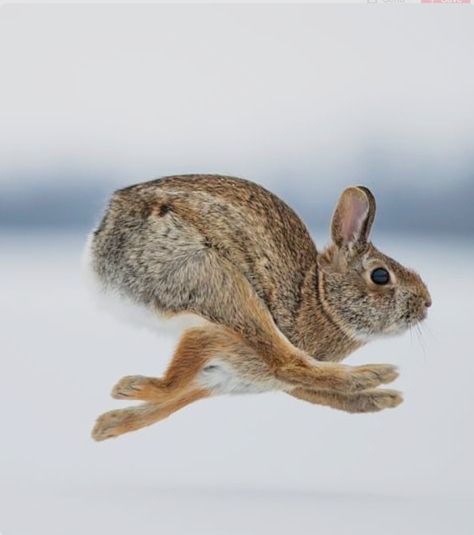 Cottontail rabbit at full speed. (Justin Russo) Amur Leopard, Rabbit Run, Marine Mammals, Wild Life, Sweet Animals, Animal Planet, Animal Photo, Nature Animals, Wildlife Photography