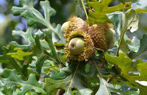 Photo-1-Bur-Oak-Acorns Permaculture, Bur Oak Tree, Permaculture Design Course, Soil Conservation, Burr Oak, Tree Seedlings, Tree Species, Best Perennials, Permaculture Design