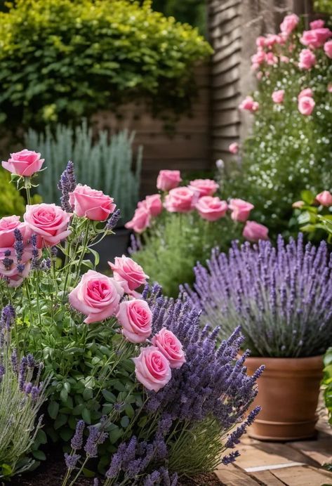 Pink And Purple Flower Garden, Roses Plants Gardening, Backyard Rose Garden Ideas, Front Yard Rose Garden, Roses And Lavender Garden, Rose And Lavender Garden, Rose Garden Ideas Backyards, Lavender In Garden, What To Plant With Roses