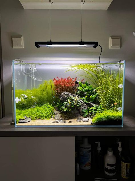 Neon Tetra Tank Ideas, Square Fish Tank, 10 Gallon Fish Tank, Aquascape Ideas, Aquarium Architecture, Fish Types, Fish Tank Themes, Aquarium Garden, Neon Tetra