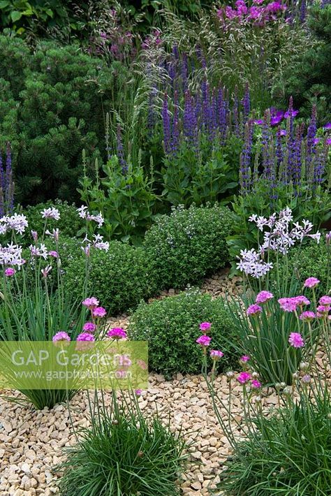 Salvia Mainacht, Tulbaghia Violacea, Armeria Maritima, Thymus Vulgaris, Plant Photography, Front Garden, Horticulture, Garden Beds, Holiday Home