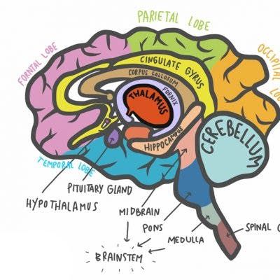 Stroke Recovery Timeline: How Long Does It Take to Recover? Human Brain Anatomy, Intracranial Pressure, Occipital Lobe, Vision Therapy, Brain Anatomy, Brain Stem, Eye Exercises, Vision Problems, Sensory Issues