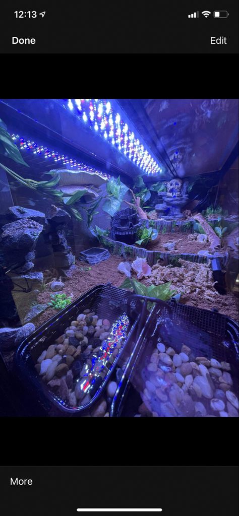 Hermit Crab Enclosure Ideas, Hermit Crab Habitat Ideas 10 Gallon Tank, Crab Tank Ideas, Hermit Crab Tank Ideas, Crabitat Ideas, Hermit Crab Homes, Salt Water Pools, Crab Ideas, Crab Habitat