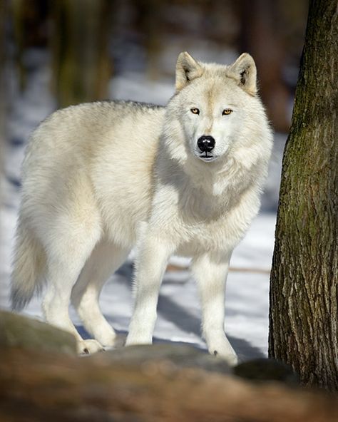 Pure White Wolf | pure white female wolf song is very quiet and shy but once you get ... Wolf Husky, Drawing Study, Wolf Artwork, Arctic Wolf, Wolf Photos, Wolf Love, Wild Wolf, Wolf Pictures, Wolf Spirit