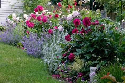 Peony Flower Garden, Dreamy Gardens, Gardening Inspiration, Herbaceous Border, Cottage Garden Design, Flower Garden Design, Garden Shrubs, Peonies Garden, Have Inspiration