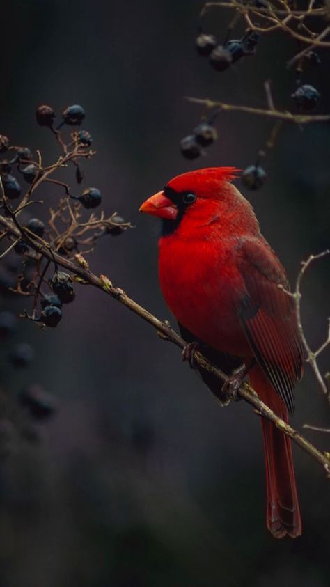 Bird Meaning, Cardinal Bird House, Cardinals Wallpaper, Landscape Anime, Amazing Aesthetic, Heart Wallpapers, Aesthetic Landscape, Rose Heart, Bird Wallpaper