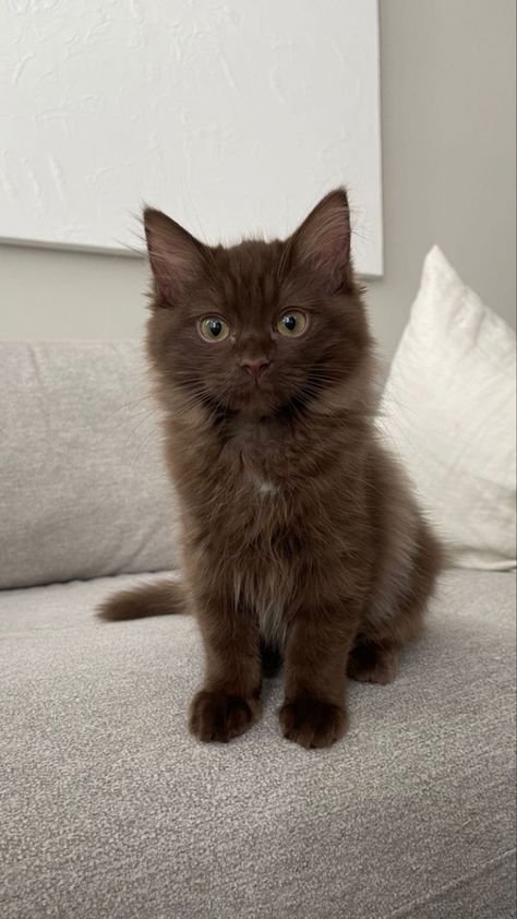 Brown Cat Blue Eyes, Brown Ragdoll Cat, Brown Cat Aesthetic, Brooke Core, Chocolate Cats, Cats Brown, Breeds Of Cats, Long Haired Cat, Brown Cats