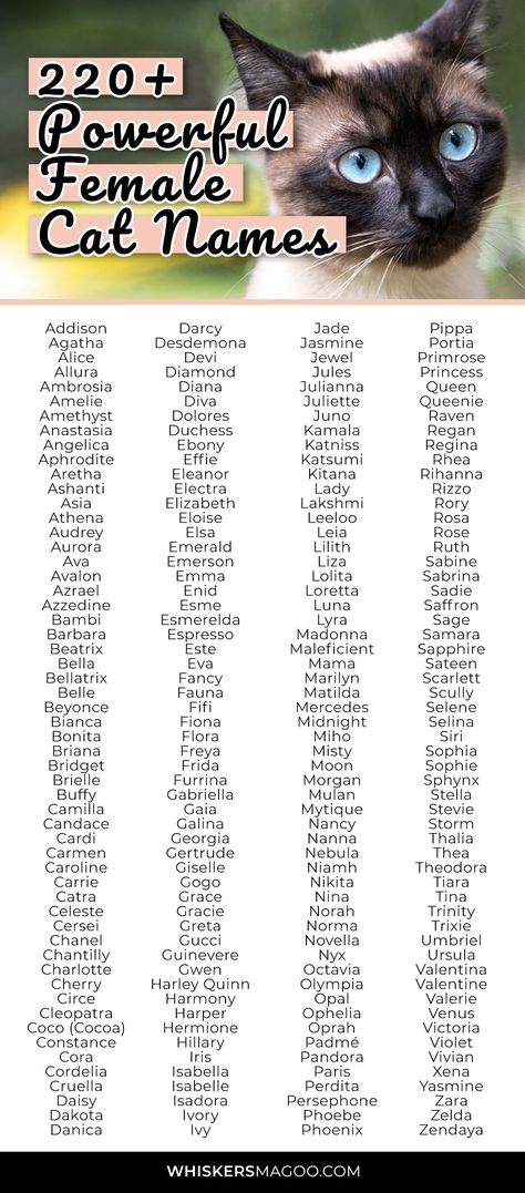 From Bellatrix and Beyonce to Duchess and Diva, Fifi, Fiona, Sapphire, Storm, Stella, and more, check out over 220 powerful female cat names for feisty felines right here! #catnames #petnames #powerfulnames Horses Names List, Names For Cats Girl, Powerful Women Names, Taylor Swift Inspired Cat Names, Pretty Cat Names, Female Names For Characters, Powerful Female Names, Female Cat Names Unique, Names For Horses