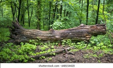 Log Image, Conservation Activities, Tree Logs, Fallen Tree, Old Tree, Banyan Tree, Old Trees, Landscape Drawings, Fall Plants