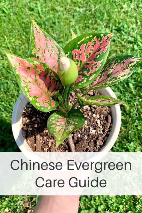 Red Chinese Evergreen Plant, Chinese Plants Houseplant, Chinese Evergreen Plant Varieties, Chinese Evergreen Plant Care, Aglaonema Plant Care, Pink Aglaonema, Plant 101, Aglaonema Plant, Chinese Evergreen Plant