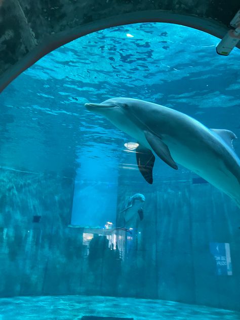 #clearwater #florida #dolphin Clearwater Aquarium Florida, Clearwater Florida Aesthetic, Marine Rehabilitation, Corey Matthews, Clearwater Aquarium, Diving Pictures, Florida Clearwater, Florida Dolphins, Florida Photos