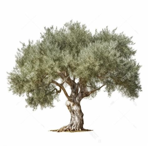 Olive Tree Art, Olive Trees Landscape, Olive Tree Tattoos, Olive Tree Painting, Tree Collage, Tree People, Tree Sketches, Photo Art Frame, Olive Trees