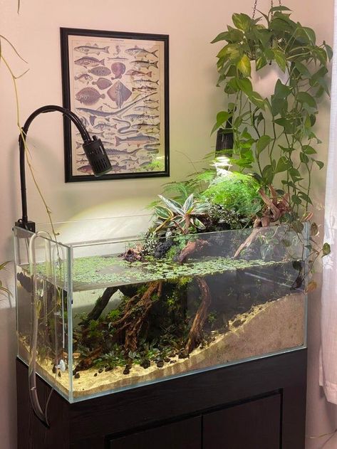 Lord Of The Rings Themed Fish Tank, 20 Gallon Long Planted Aquarium, Fish Tank Furniture Ideas, Planted 5 Gallon Betta Tank, Lotr Fish Tank, Bioactive Fish Tank, Peace Lily Fish Tank, Ecosystem Fish Tank, Freshwater Tank Ideas