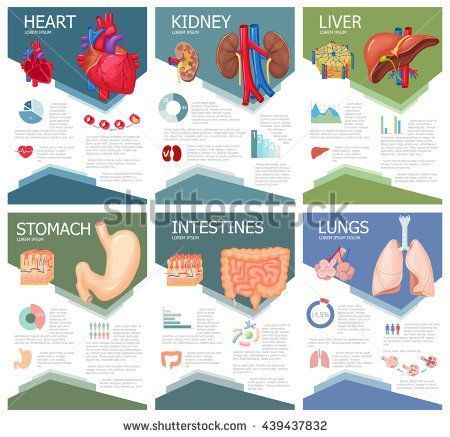 Anatomy Infographic, Intestines Anatomy, Organ Anatomy, Digestive System Anatomy, Human Digestive System, Medical Brochure, Research Poster, Human Organ, Heart Anatomy