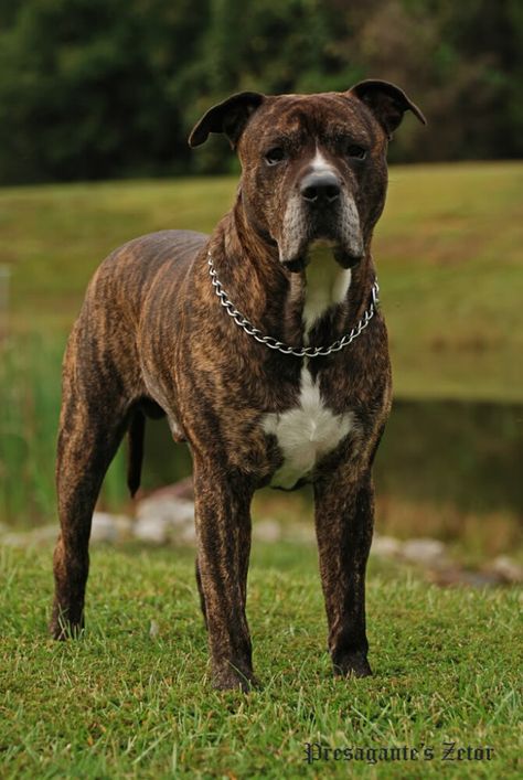 PRESAGAUTE'S ZETOR → Presa Canario Presa Canario Puppy, Brindle Dog, Top Facts, Mastiff Dog Breeds, Cute Animal Tattoos, Presa Canario, Dog Man, Mastiff Dogs, Man Face