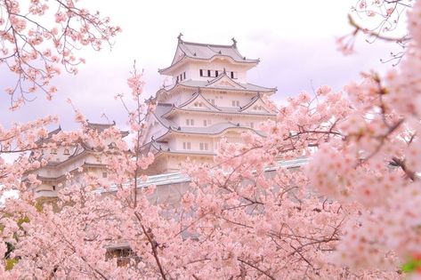 Cherry Blossom Wallpaper, Himeji Castle, Cherry Blossom Japan, Japan Sakura, Soft Pink Theme, Sakura Tree, Sakura Flower, Wallpaper Laptop, Sakura Cherry Blossom