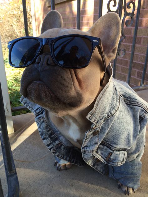 Worlds coolest French Bulldog. Instagram- @thefrenchduke Bulldog Breeds, Bulldog Francese, Cute French Bulldog, Wearing Sunglasses, French Bulldog Puppies, High Risk, French Bulldogs, Bulldog Puppies, Dog Behavior