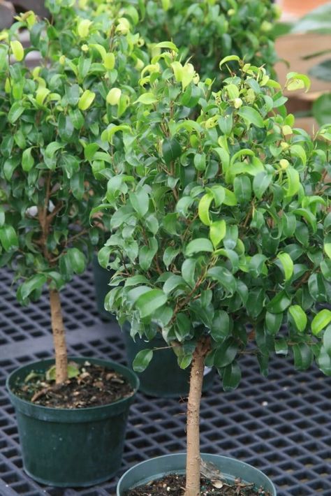 Ficus Tree Care, Ficus Tree Indoor, Weeping Fig Tree, Jade Bonsai, Weeping Fig, Tree Indoor, Bonsai Tree Types, Bonsai Tree Care, Ficus Benjamina